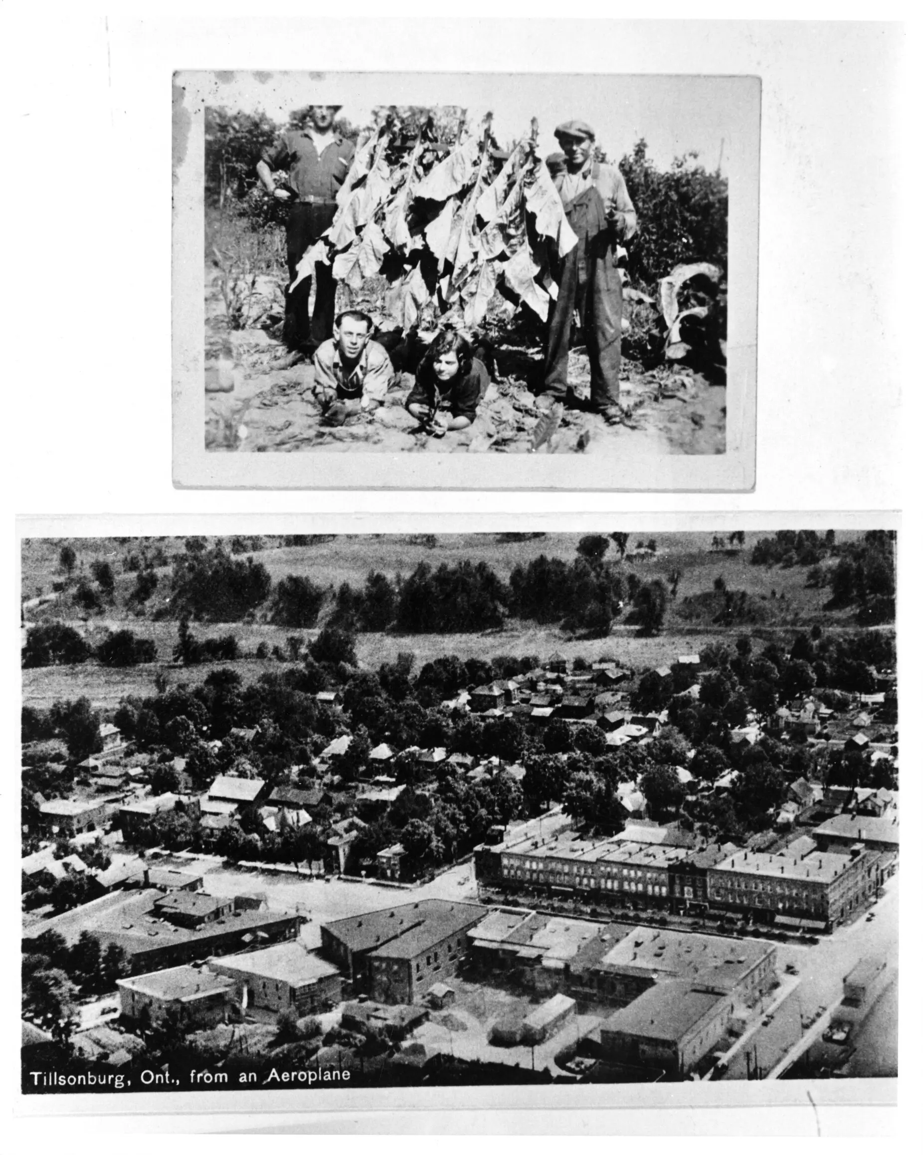 Snapshots of tobacco farming, kept with a postcard of Tillsonburg. Albums like this are how history survives.