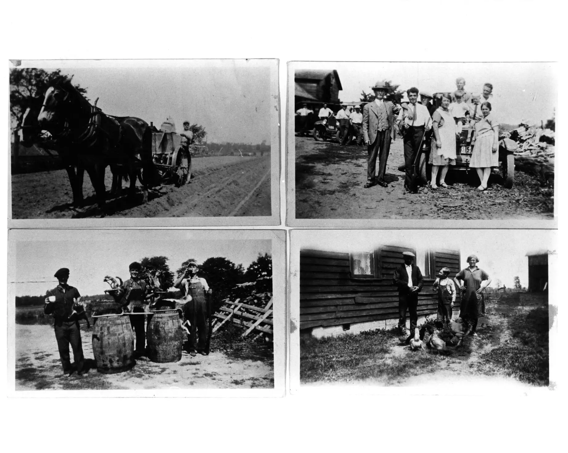 Belgian Canadian collection - tobacco farming