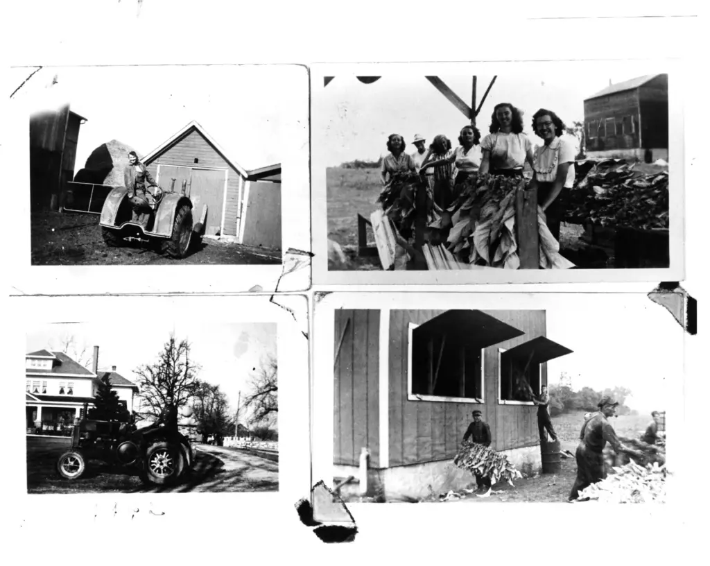 Tobacco farming, from a Belgian Canadian family album, with Mrs. Van Compern.