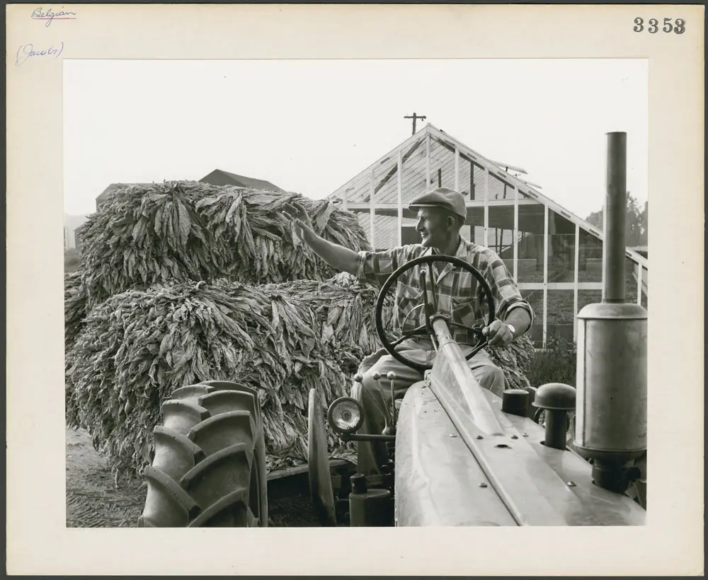 Édouard Jacobs on his tractor with the tobacco harvest from his farm in Vittoria, Ontario.