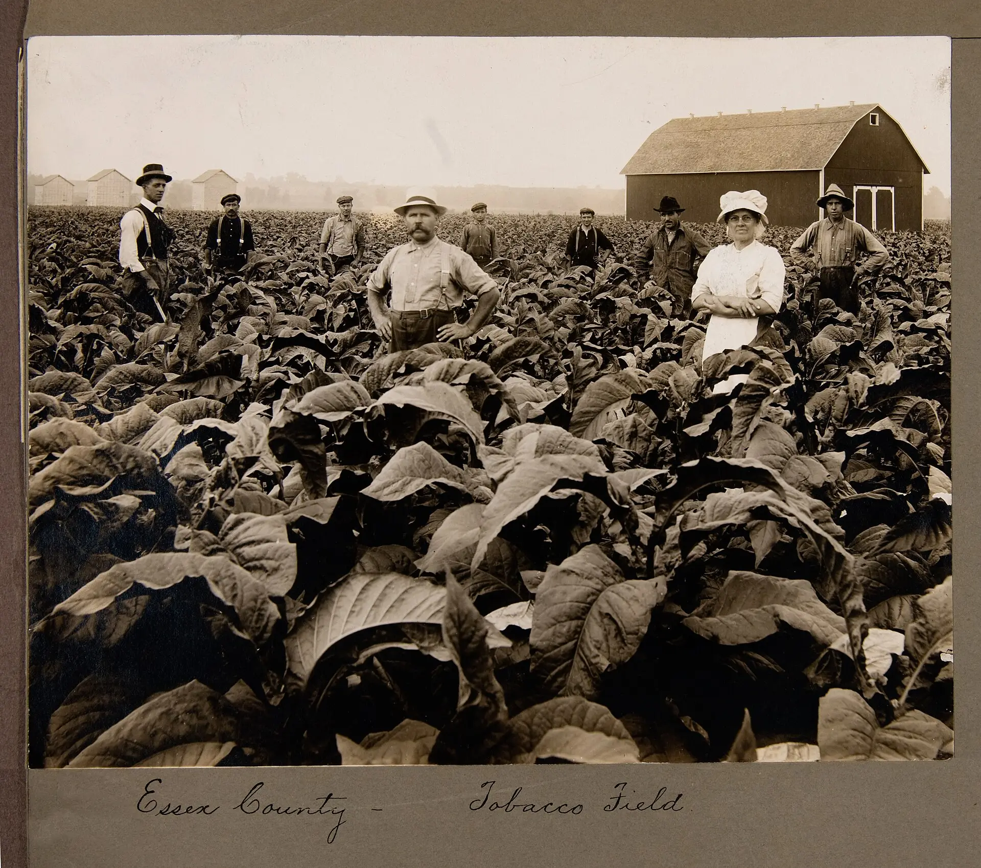 Workers in an Essex County tobacco field, in the province’s first tobacco belt.