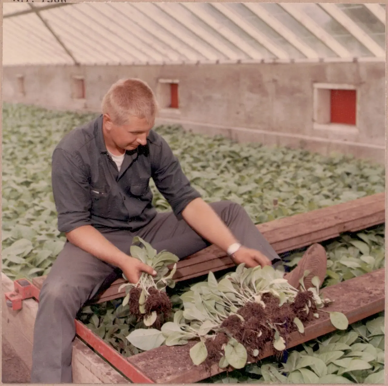 Farmer preparing tobacco seedlings for planting, near Tillsonburg