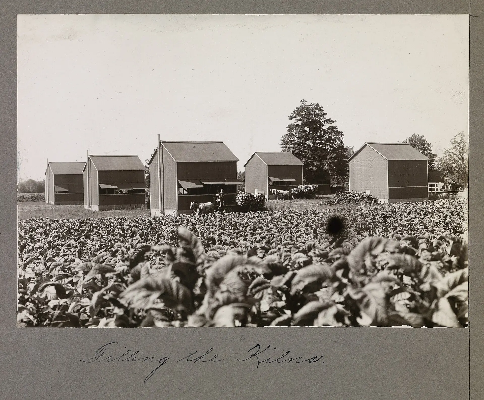 Tobacco in the field, curing kilns behind, in Ontario’s early tobacco country.