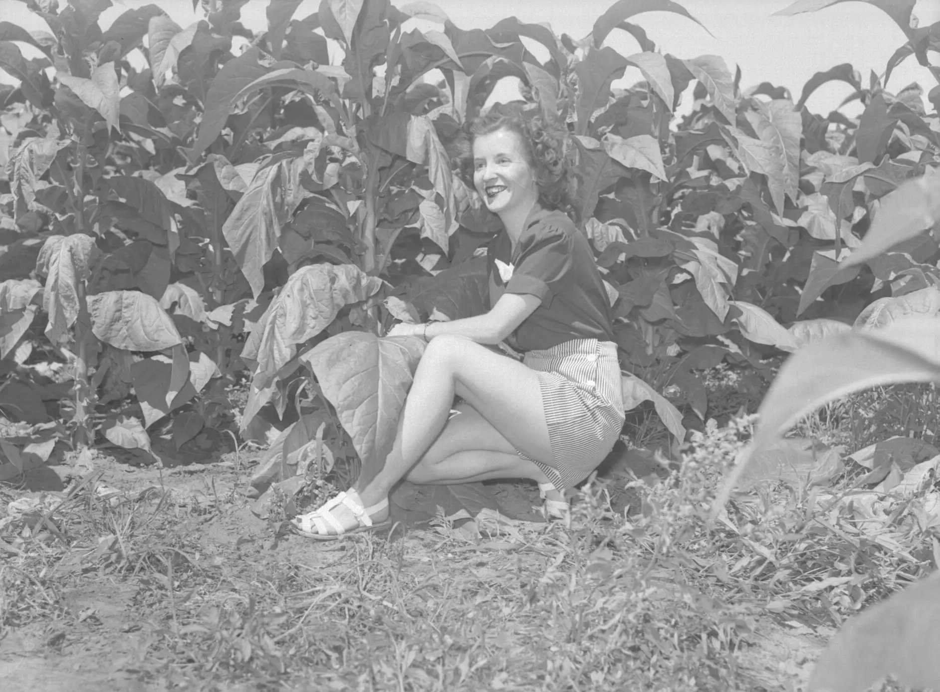 Girl sitting in a tobacco field