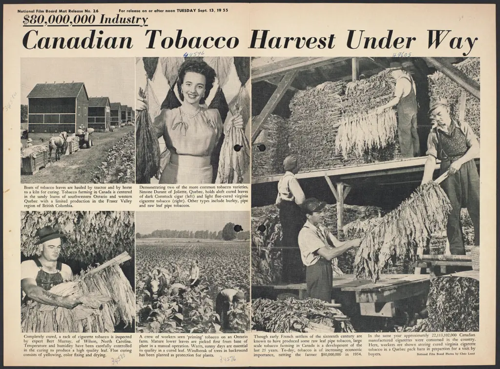 “$80,000,000 Industry”: the National Film Board’s photo story on the Canadian tobacco harvest.