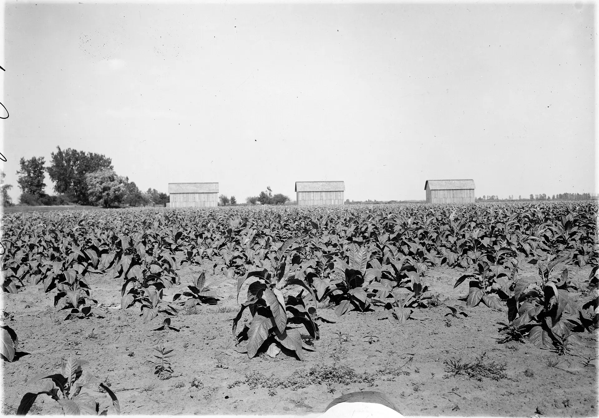 Young tobacco in the field, curing barns on the horizon.