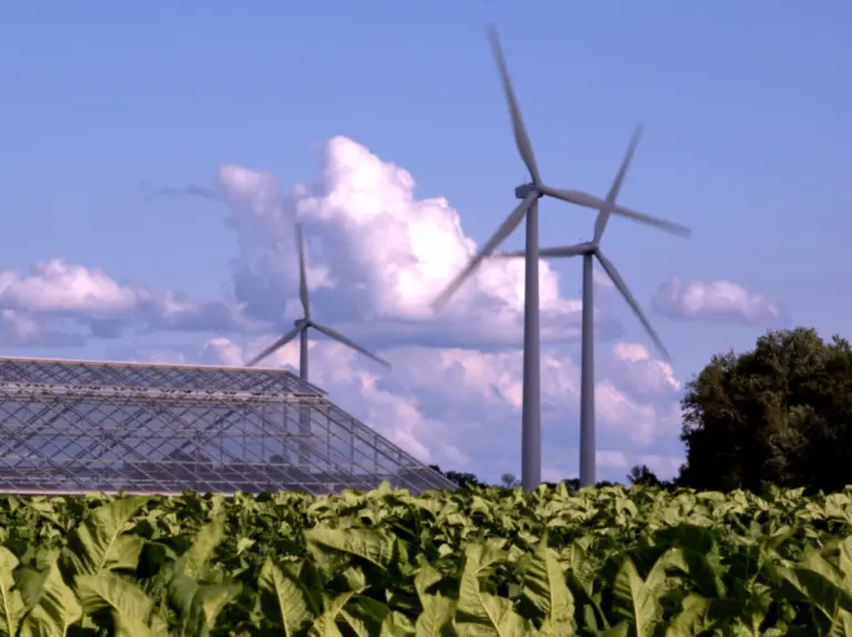 Tobacco and Turbines: old and new economy in Port Burwell
