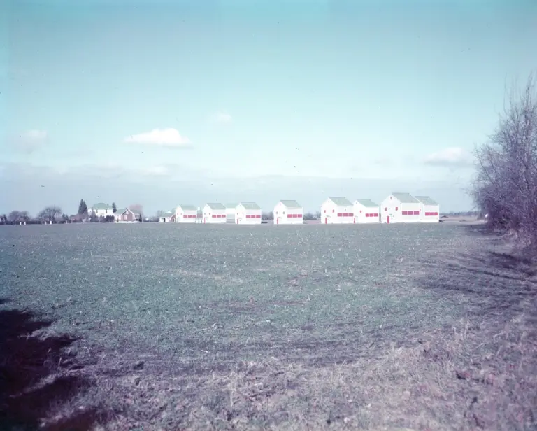 Rows of tobacco curing kilns near Tillsonburg.