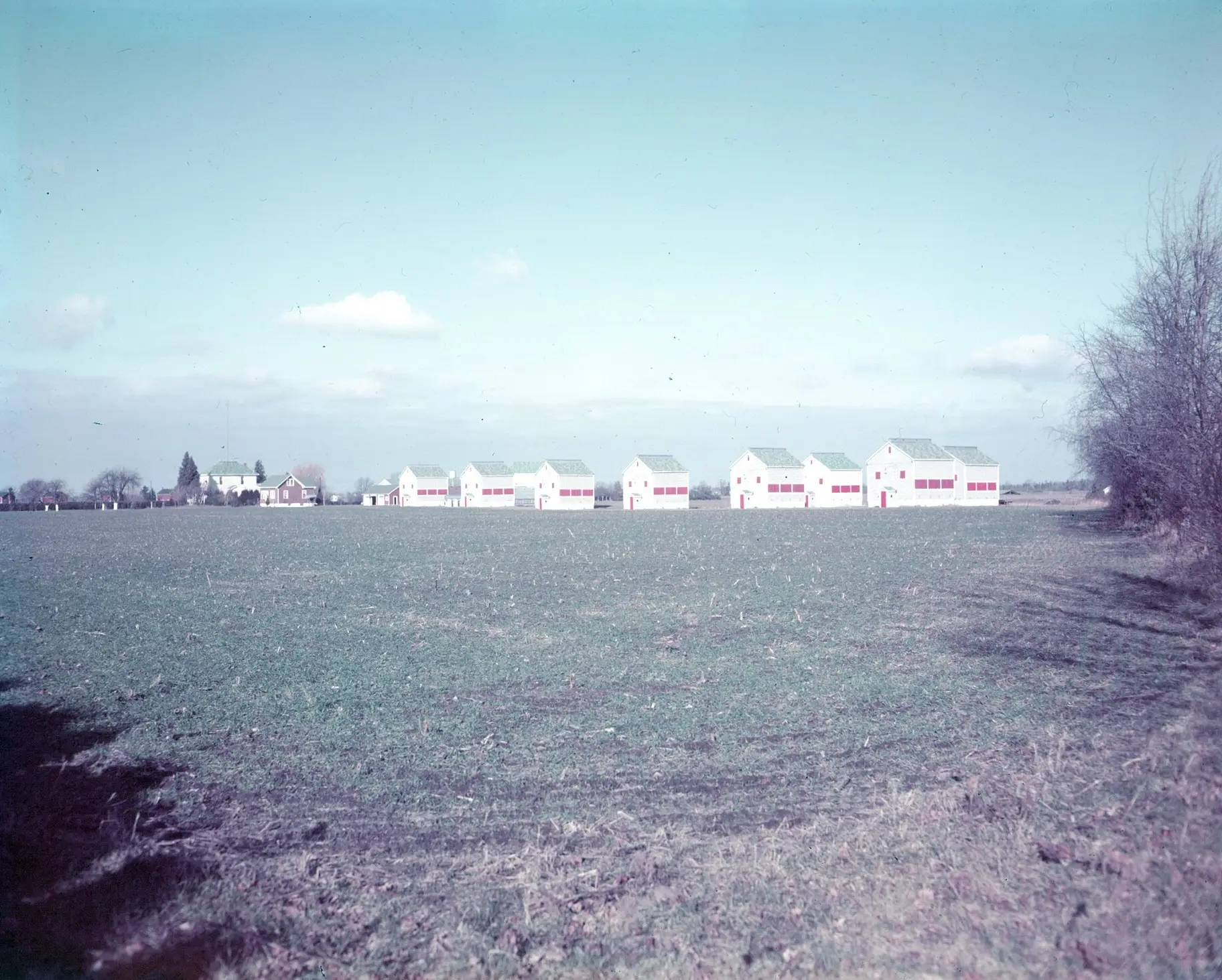 Rows of tobacco curing kilns near Tillsonburg.