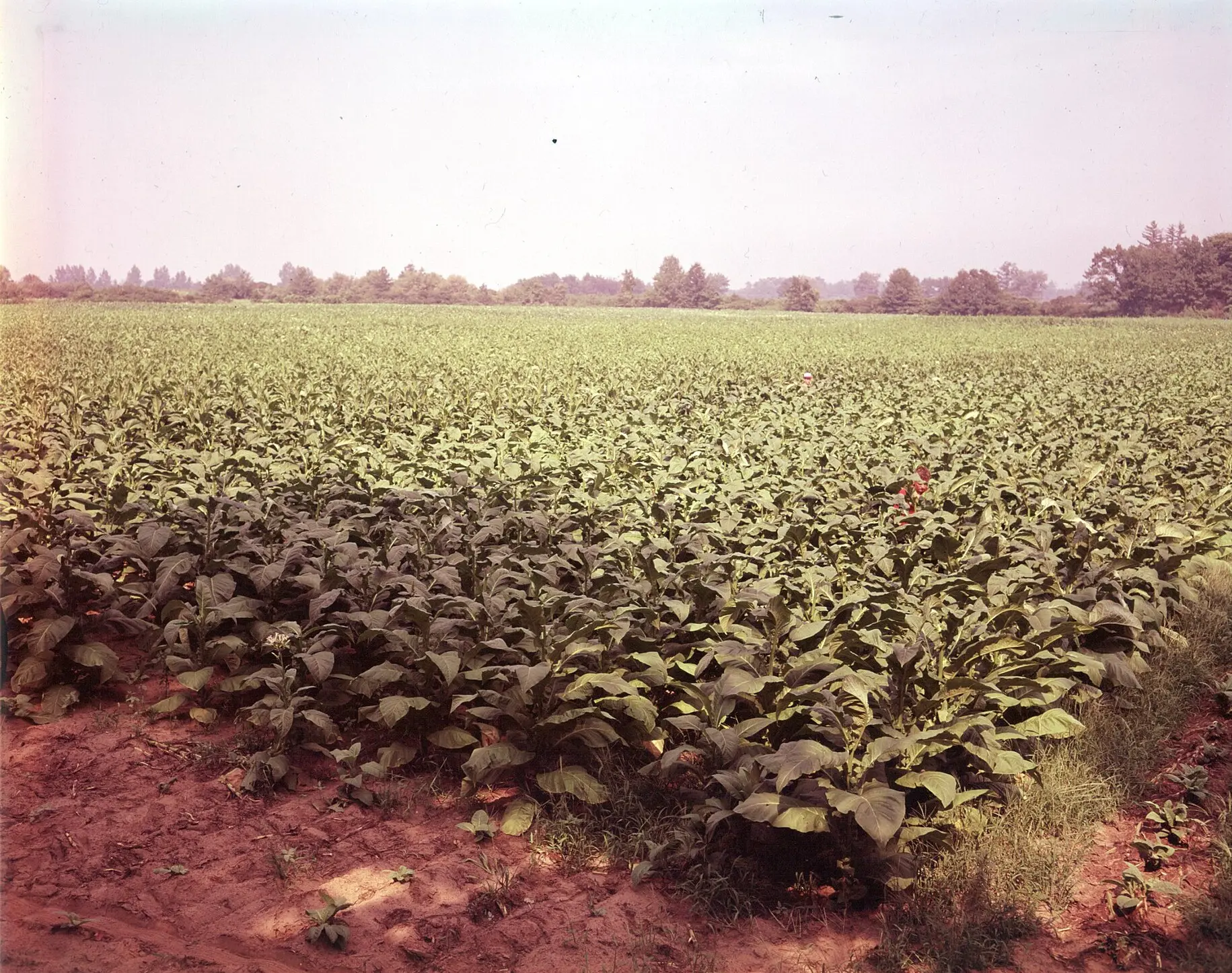 Tobacco field in Long Point