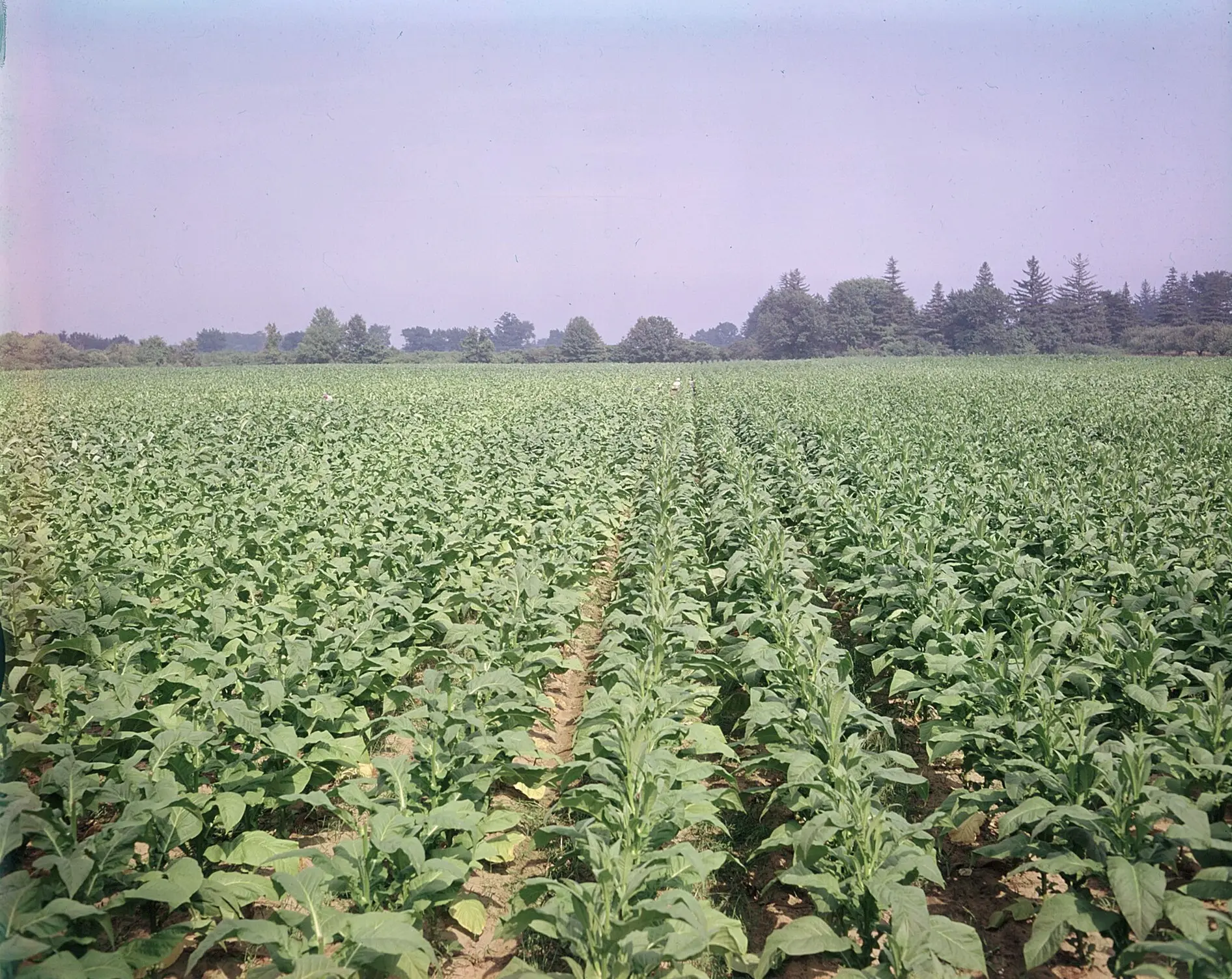 Tobacco in the field at Long Point, on the Lake Erie shore south of Delhi.