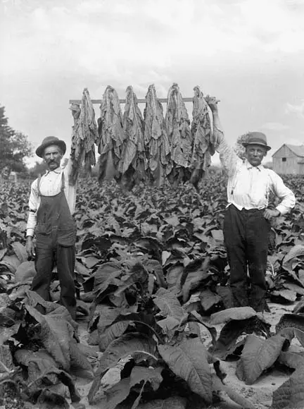 Tobacco harvesters show off their crop.
