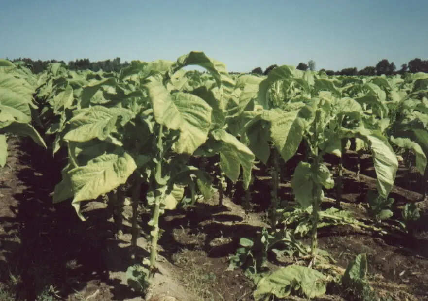 Tobacco near Brantford, Ontario